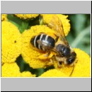 Andrena flavipes - Sandbiene w001b 10-11mm - OS-Wallenhorst-Sandgrube-det.jpg